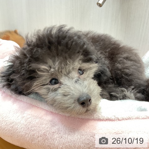 山形県のトイプードル(トイ) (ペットプラス 天童店/2026年7月28日生まれ/男の子/グレー)の子犬の4枚目の画像