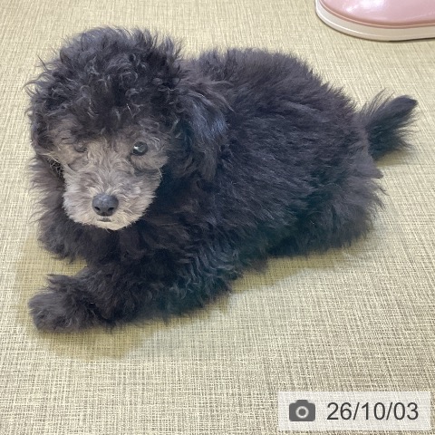 福島県のトイプードル(トイ) (ペットプラス イオンタウン郡山店/2026年7月28日生まれ/男の子/グレー)の子犬の3枚目の画像