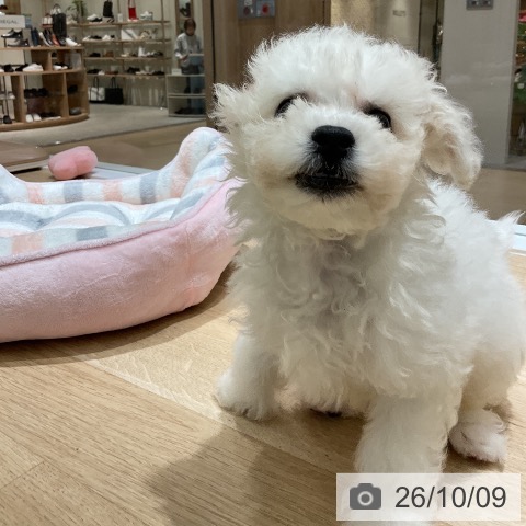 神奈川県のビションフリーゼ (ペットプラス モザイクモール港北店/2026年7月26日生まれ/男の子/ホワイト)の子犬の3枚目の画像