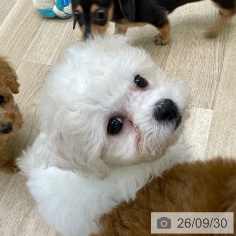 福島県のビションフリーゼ (ペットプラス 福島店/2026年7月26日生まれ/女の子/ホワイト)の子犬の4枚目の画像