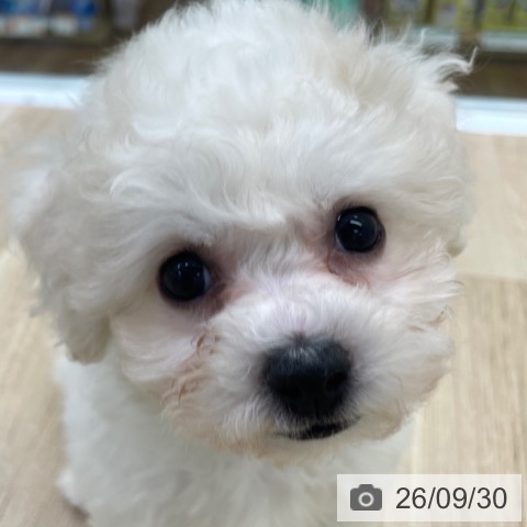 福島県のビションフリーゼ (ペットプラス 福島店/2026年7月26日生まれ/女の子/ホワイト)の子犬の3枚目の画像