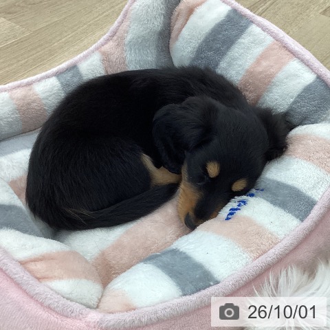 山梨県のカニンヘンダックスフンド(ロング) (ペットプラス 甲府国母店/2026年7月29日生まれ/男の子/ブラックタン)の子犬の3枚目の画像