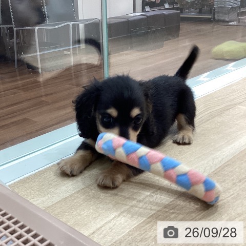 埼玉県のカニンヘンダックスフンド(ロング) (ペットプラス イオンモール春日部店/2026年7月28日生まれ/男の子/ブラックイエロー)の子犬の4枚目の画像