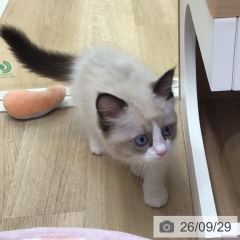 東京都のラグドール (ペットプラス 日の出店/2026年7月22日生まれ/女の子/シールポイントバイカラー)の子猫の4枚目の画像