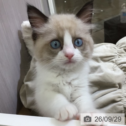 東京都のラグドール (ペットプラス 日の出店/2026年7月22日生まれ/女の子/シールポイントバイカラー)の子猫の3枚目の画像