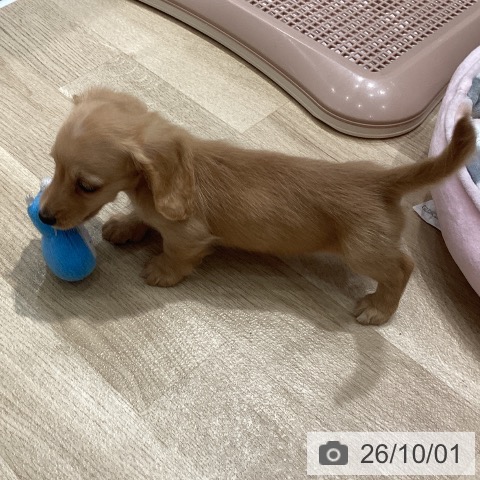 埼玉県のカニンヘンダックスフンド(ロング) (ペットプラス ピオニウォーク東松山店/2026年7月28日生まれ/男の子/イエロー)の子犬の3枚目の画像
