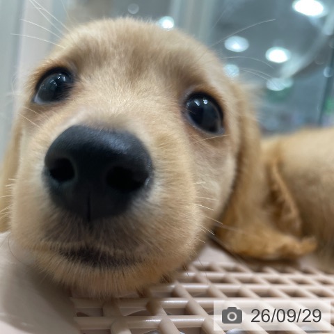 カニーンヘン・ダックスフンドの写真