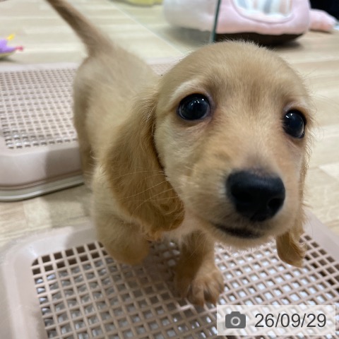 カニーンヘン・ダックスフンドの写真