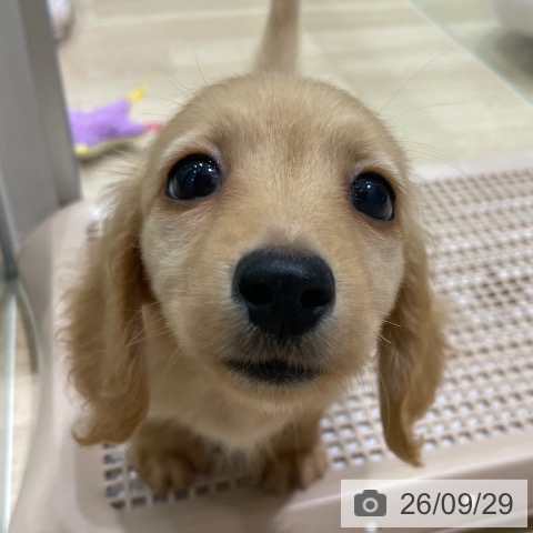 カニーンヘン・ダックスフンドの写真