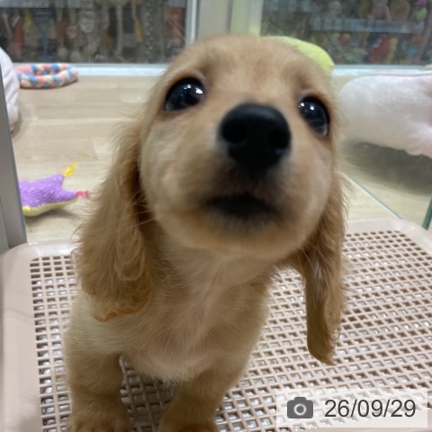 カニーンヘン・ダックスフンドの写真