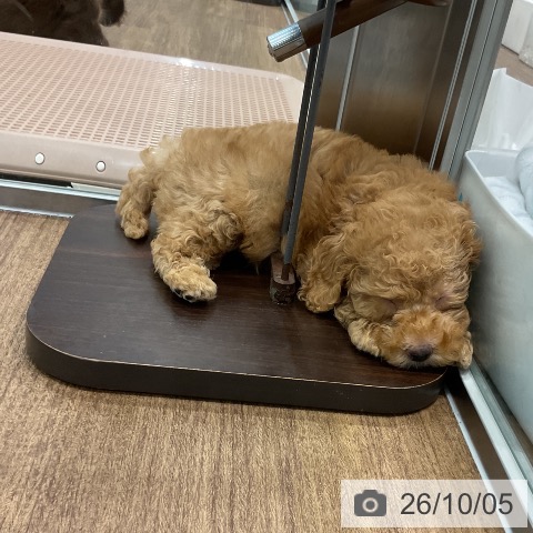 埼玉県のトイプードル(トイ) (ペッツワン 吉川美南店/2026年7月28日生まれ/男の子/アプリコット)の子犬の4枚目の画像