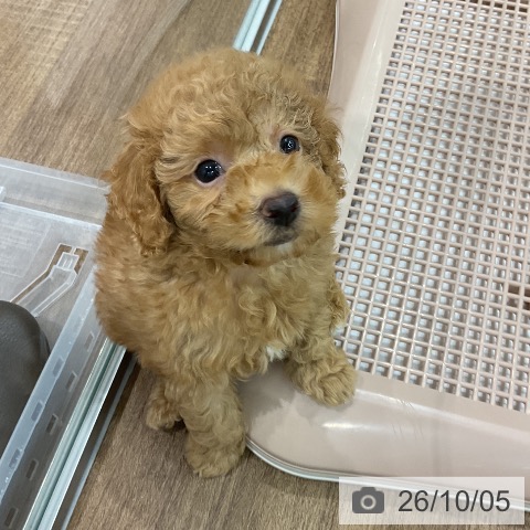 埼玉県のトイプードル(トイ) (ペッツワン 吉川美南店/2026年7月28日生まれ/男の子/アプリコット)の子犬の3枚目の画像