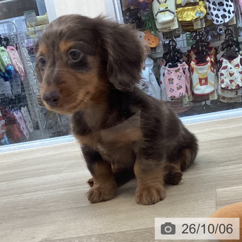 千葉県のカニンヘンダックスフンド(ロング) (ペットプラス 船橋店/2026年7月29日生まれ/男の子/チョコレートダップル)の子犬の4枚目の画像