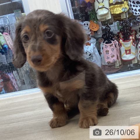 千葉県のカニンヘンダックスフンド(ロング) (ペットプラス 船橋店/2026年7月29日生まれ/男の子/チョコレートダップル)の子犬の3枚目の画像