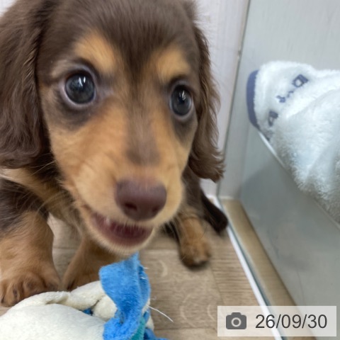 福島県のカニンヘンダックスフンド(ロング) (ペットプラス 福島店/2026年7月29日生まれ/男の子/チョコレートタン)の子犬の4枚目の画像