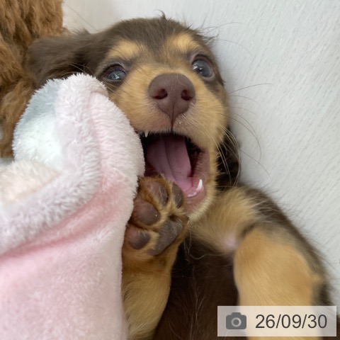福島県のカニンヘンダックスフンド(ロング) (ペットプラス 福島店/2026年7月29日生まれ/男の子/チョコレートタン)の子犬の3枚目の画像