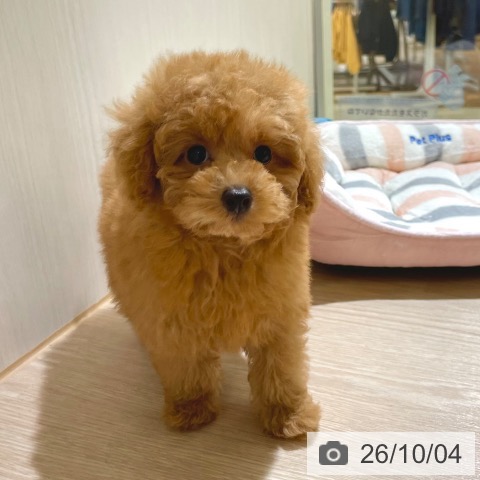 東京都のトイプードル(トイ) (ペットプラス 板橋店/2026年7月30日生まれ/男の子/レッド)の子犬の4枚目の画像