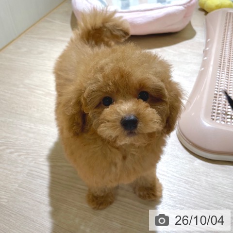 東京都のトイプードル(トイ) (ペットプラス 板橋店/2026年7月30日生まれ/男の子/レッド)の子犬の3枚目の画像
