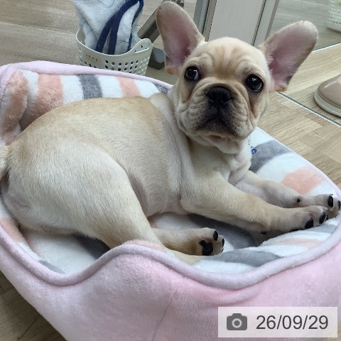 フレンチ・ブルドッグの写真