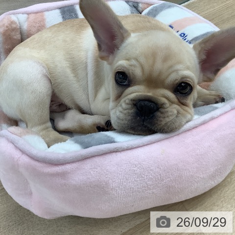 フレンチ・ブルドッグの写真