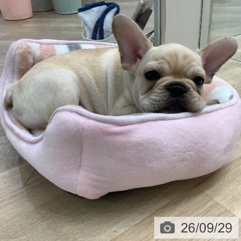 フレンチ・ブルドッグの写真
