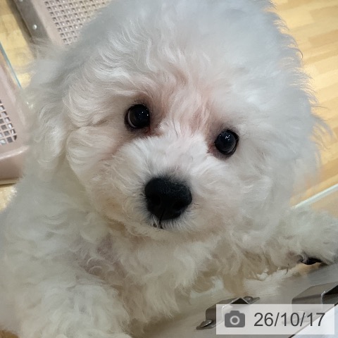 埼玉県のビションフリーゼ (ペットプラス 与野店/2026年7月26日生まれ/男の子/ホワイト)の子犬の3枚目の画像
