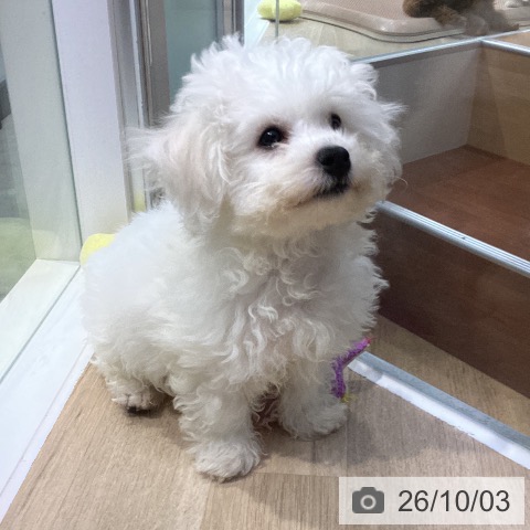 神奈川県のビションフリーゼ (ペットプラス 座間店/2026年7月7日生まれ/男の子/ホワイト)の子犬の3枚目の画像