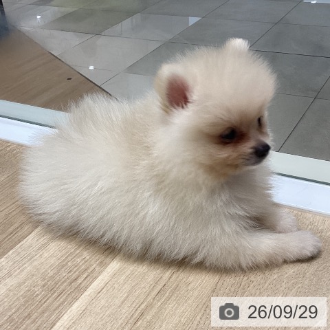 ポメラニアンの写真