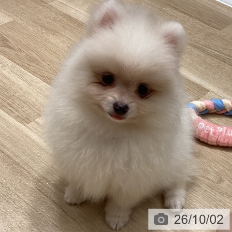 ポメラニアンの写真
