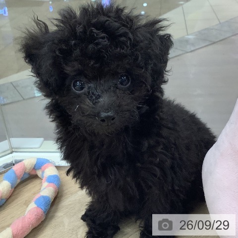 東京都のトイプードル(トイ) (ペットプラス 日の出店/2026年7月19日生まれ/女の子/ブラック)の子犬の4枚目の画像