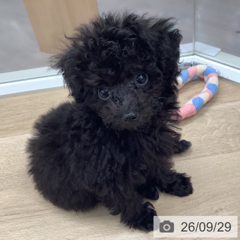 東京都のトイプードル(トイ) (ペットプラス 日の出店/2026年7月19日生まれ/女の子/ブラック)の子犬の3枚目の画像