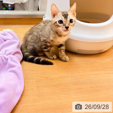 ベンガルの写真