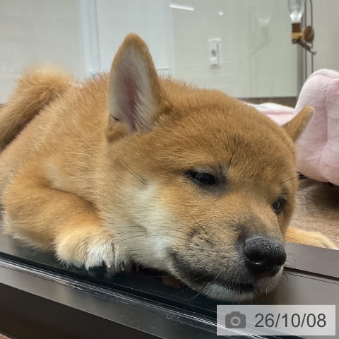 神奈川県の柴犬(標準サイズ) (ペッツワン 鎌倉梶原店/2026年7月30日生まれ/男の子/赤)の子犬の3枚目の画像