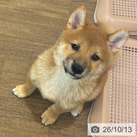 神奈川県の柴犬(標準サイズ) (ペッツワン 鎌倉梶原店/2026年7月30日生まれ/男の子/赤)の子犬の3枚目の画像