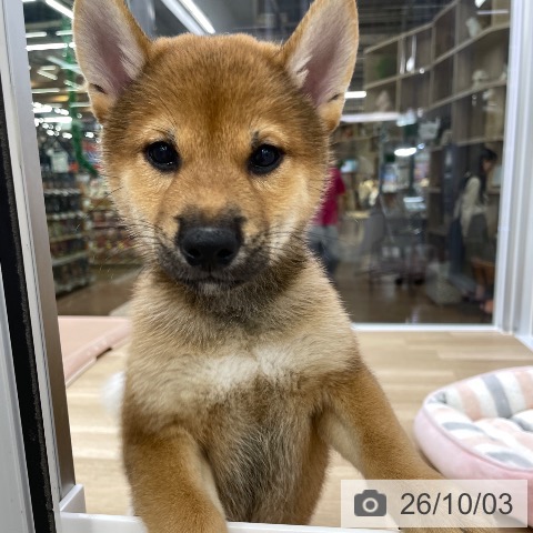 福島県の柴犬(標準サイズ) (ペットプラス 福島店/2026年7月30日生まれ/男の子/赤)の子犬の4枚目の画像