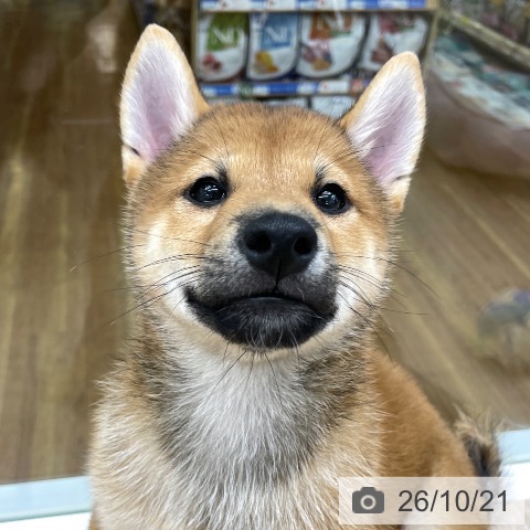 福島県の柴犬(標準サイズ) (ペットプラス 福島店/2026年7月30日生まれ/男の子/赤)の子犬の3枚目の画像