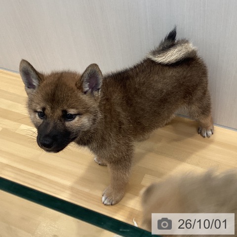 山形県の柴犬(標準サイズ) (ペットプラス 天童店/2026年7月30日生まれ/男の子/赤)の子犬の3枚目の画像
