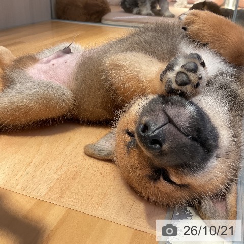 山形県の柴犬(標準サイズ) (ペットプラス 天童店/2026年7月30日生まれ/男の子/赤)の子犬の3枚目の画像
