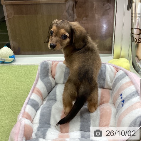 千葉県のミニチュアダックスフンド(ロング) (ペットプラス 成田店/2026年7月29日生まれ/女の子/レッド)の子犬の3枚目の画像