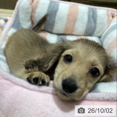 神奈川県のカニンヘンダックスフンド(ロング) (ペットプラス 川崎ルフロン店/2026年7月31日生まれ/男の子/シェーデットイエロー)の子犬の4枚目の画像
