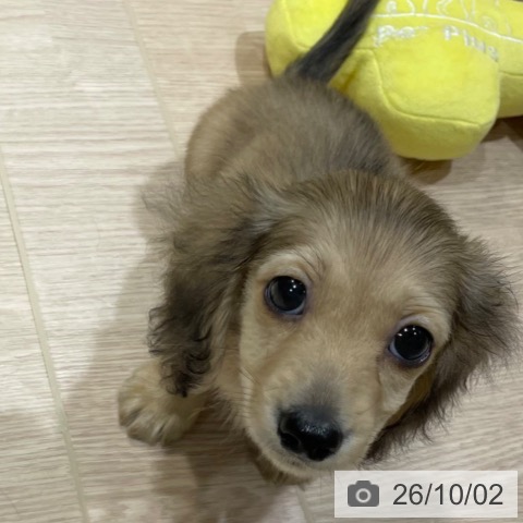 神奈川県のカニンヘンダックスフンド(ロング) (ペットプラス 川崎ルフロン店/2026年7月31日生まれ/男の子/シェーデットイエロー)の子犬の3枚目の画像