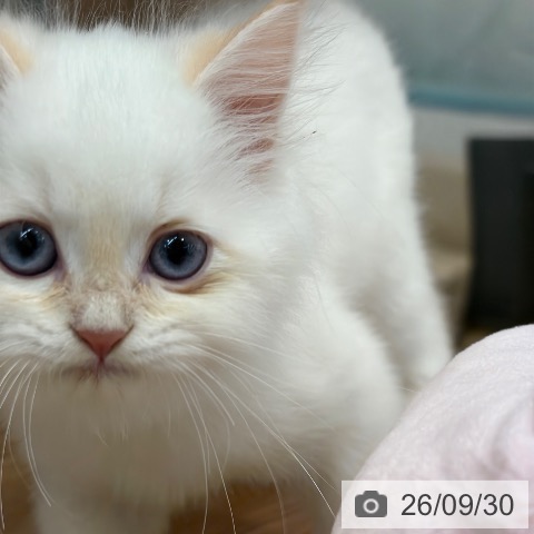 ネヴァマスカレードの写真