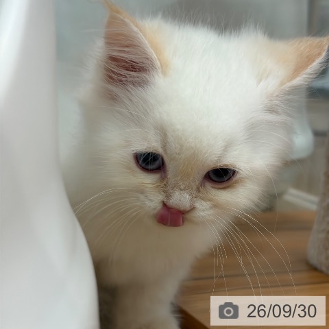 ネヴァマスカレードの写真