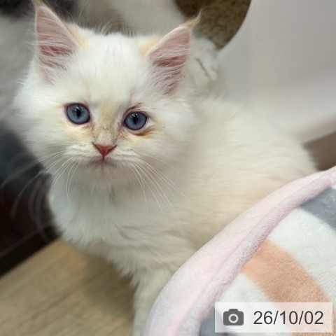 ネヴァマスカレードの写真