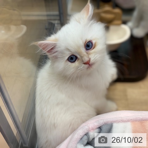 ネヴァマスカレードの写真