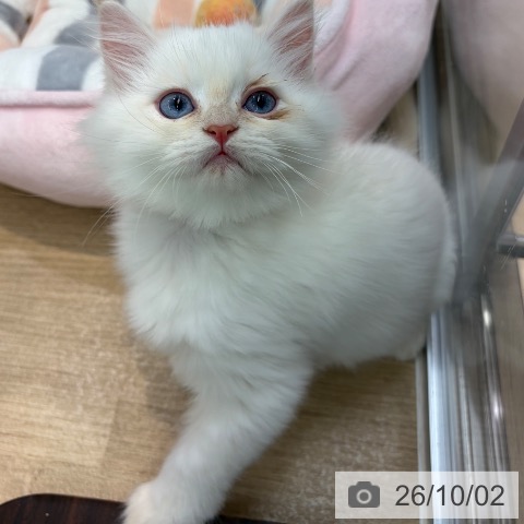 ネヴァマスカレードの写真