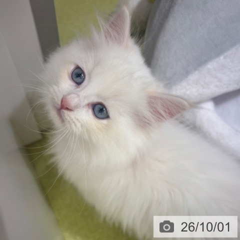 ネヴァマスカレードの写真