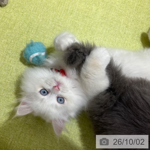ネヴァマスカレードの写真