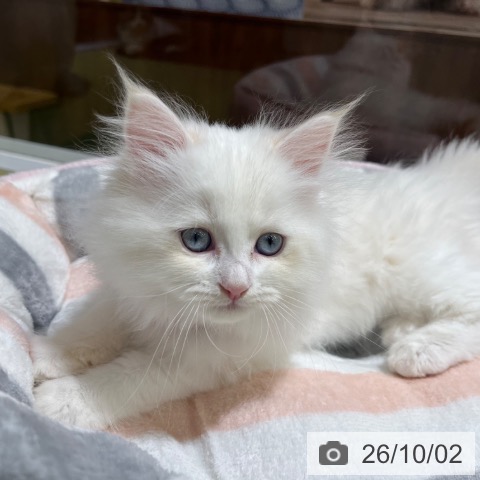 ネヴァマスカレードの写真