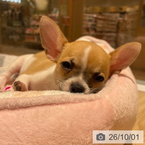 神奈川県のチワワ(ロング) (ペットプラス モザイクモール港北店/2026年7月31日生まれ/男の子/フォーンホワイト)の子犬の4枚目の画像